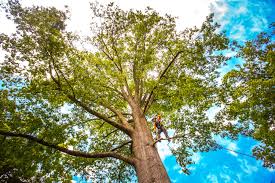 Best Tree Disease Treatment  in Berino, NM