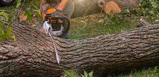 Best Lawn Maintenance Plans  in Berino, NM