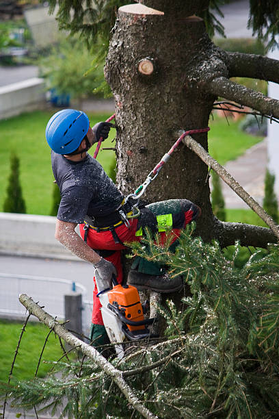 Best Organic Lawn Care Solutions  in Berino, NM