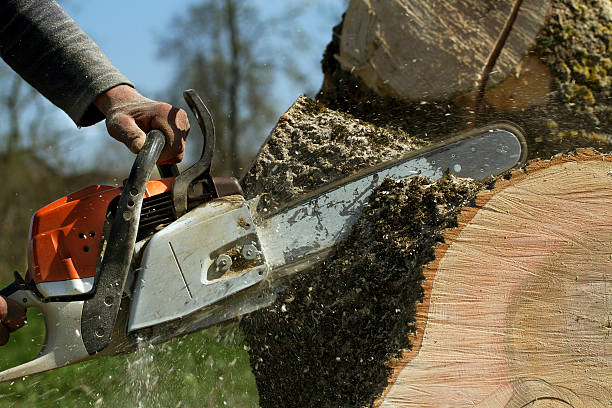How Our Tree Care Process Works  in  Berino, NM