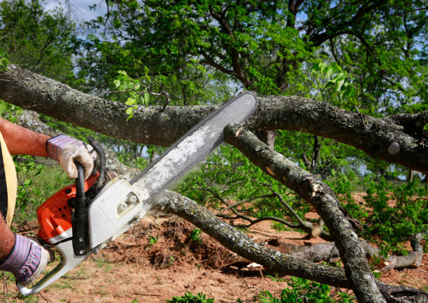 Best Tree Mulching  in Berino, NM